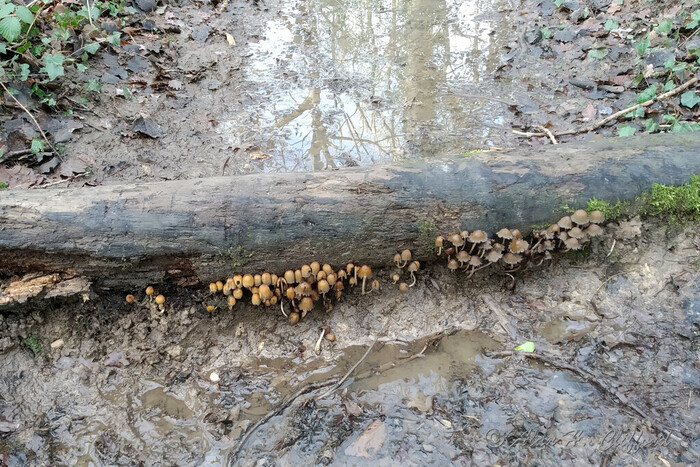 Fungus in the woods