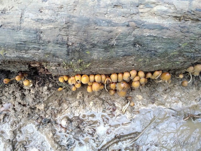 Fungus in the woods