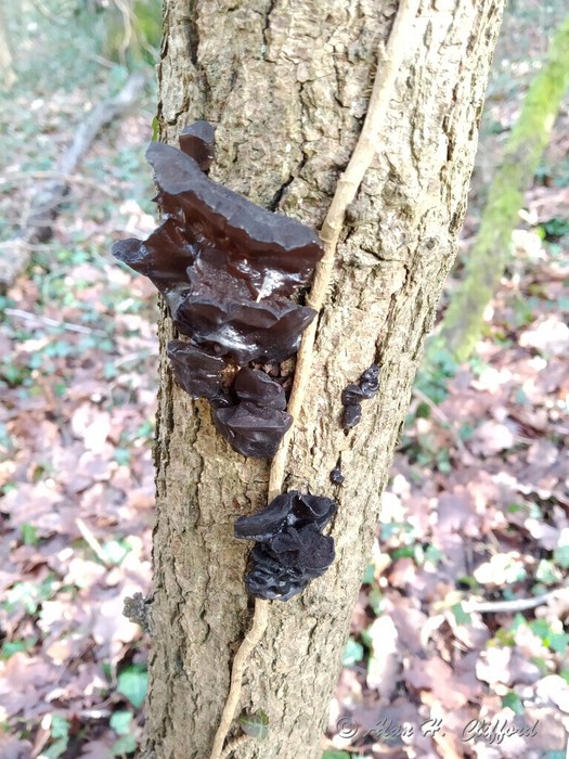 Fungus in the woods