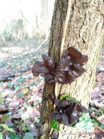 Fungus in the woods