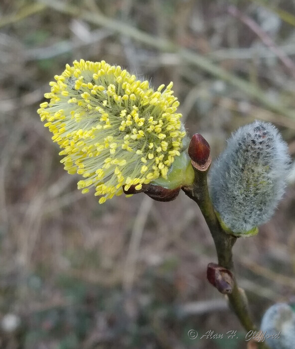 Pollen