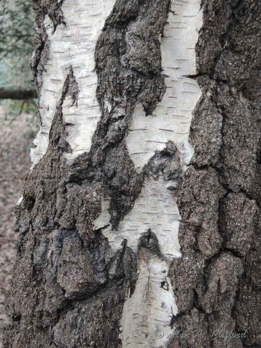 Bark