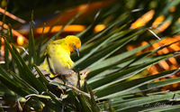 Weaver Bird