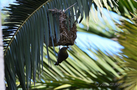 Weaver Bird