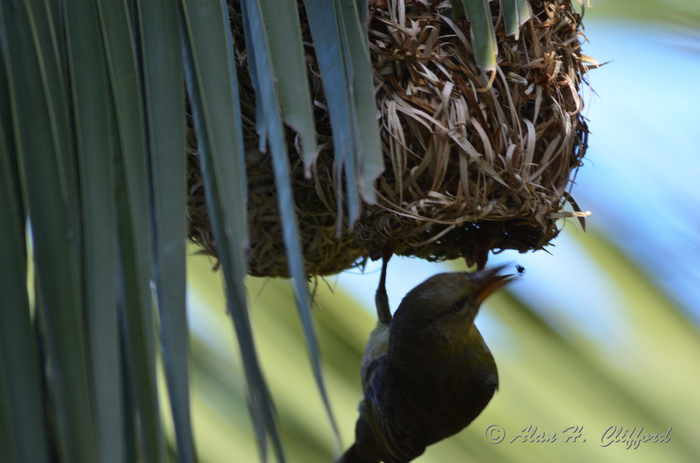 Weaver Bird