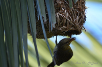 Weaver Bird