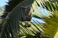 Weaver Bird