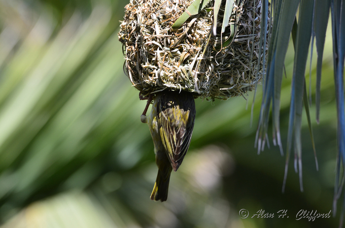 Weaver Bird