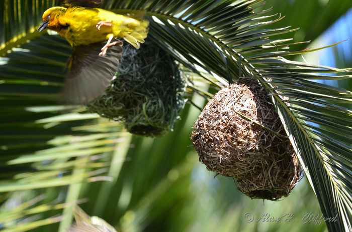 Weaver Bird