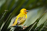 Weaver Bird