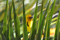 Weaver Bird