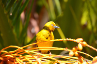 Weaver Bird