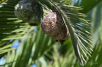 Weaver Bird