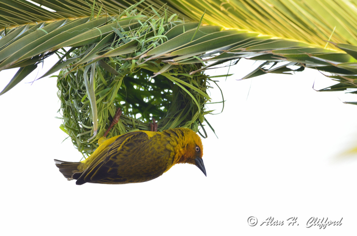 Weaver Bird