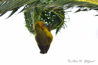 Weaver Bird