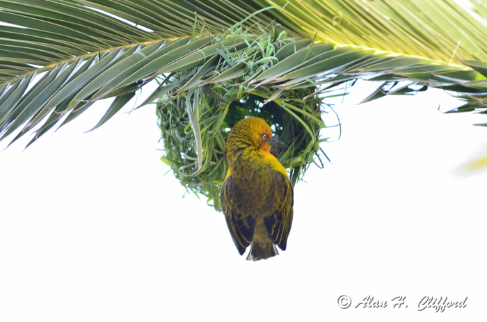 Weaver Bird