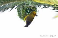 Weaver Bird