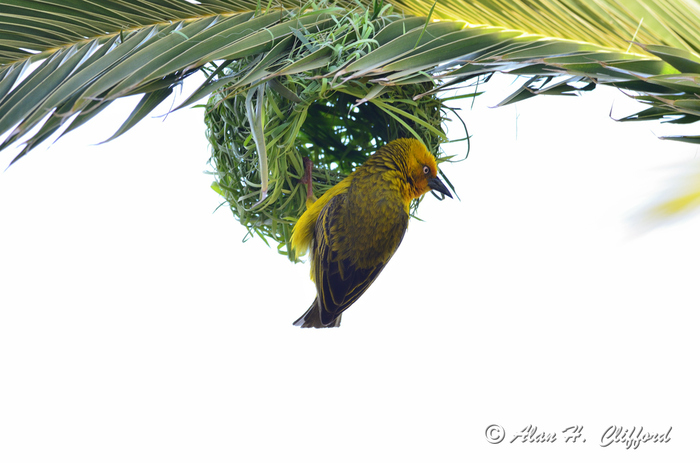 Weaver Bird