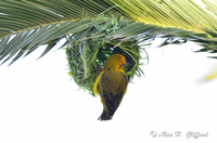 Weaver Bird