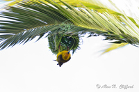 Weaver Bird