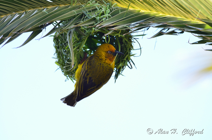 Weaver Bird