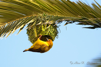 Weaver Bird