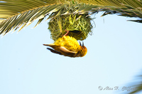 Weaver Bird