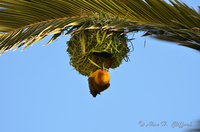 Weaver Bird