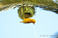 Weaver Bird