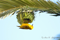 Weaver Bird