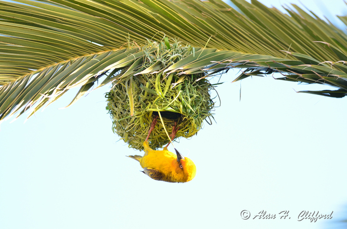 Weaver Bird