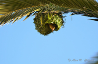 Weaver Bird