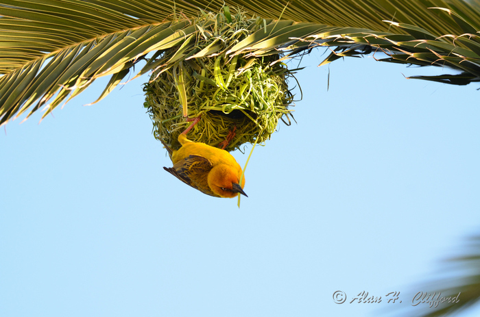 Weaver Bird