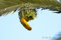 Weaver Bird