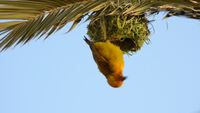 Weaver Bird (2 MB video)