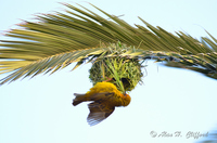 Weaver Bird