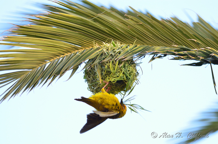 Weaver Bird