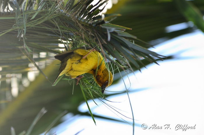 Weaver Bird