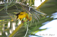 Weaver Bird