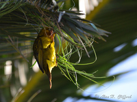 Weaver Bird