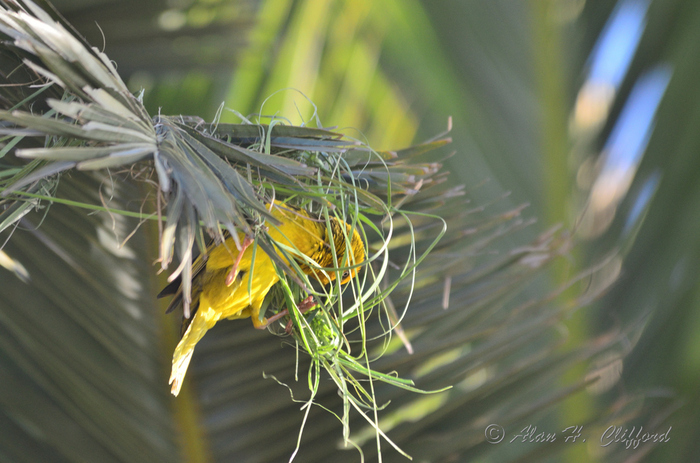 Weaver Bird