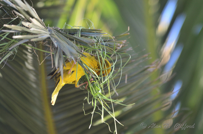 Weaver Bird