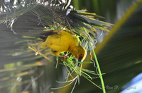 Weaver Bird