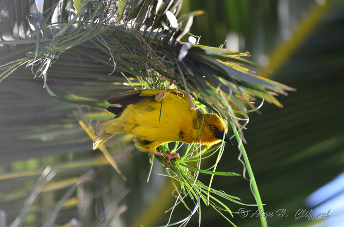 Weaver Bird