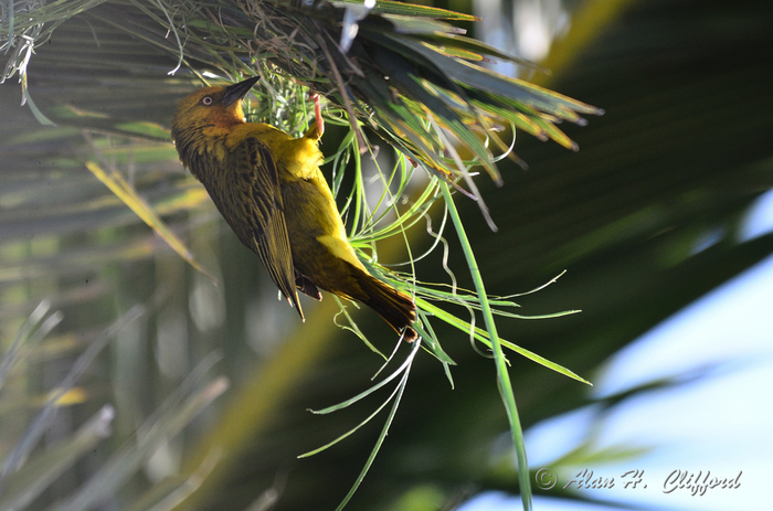 Weaver Bird