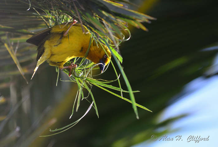 Weaver Bird