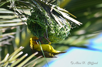 Weaver Bird