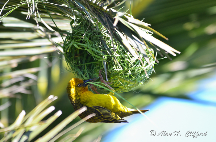 Weaver Bird