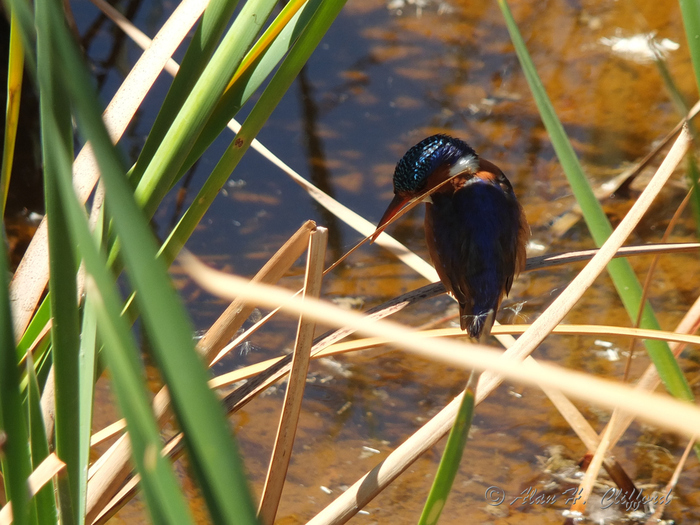 Malachite Kingfisher