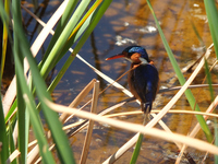 Malachite Kingfisher